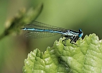 Die Wunder der Natur eingefangen von der Kamera (Foto: P.Blei)