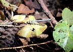 Die Wunder der Natur eingefangen von der Kamera (Foto: P.Blei)