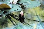 Die Wunder der Natur eingefangen von der Kamera (Foto: P.Blei)