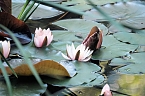 Die Wunder der Natur eingefangen von der Kamera (Foto: P.Blei)
