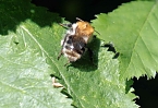 Die Wunder der Natur eingefangen von der Kamera (Foto: P.Blei)