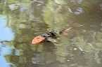 Die Wunder der Natur eingefangen von der Kamera (Foto: P.Blei)