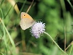 Die Wunder der Natur eingefangen von der Kamera (Foto: P.Blei)