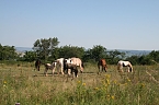 Schnappsch&uuml;sse aus der Goldenen Aue (Foto: Ulrich Reinboth)
