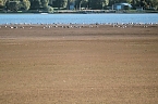 Neuer Aussichtsturm am Stausee Kelbra (Foto: Peter Blei) Bild: Neuer Aussichtsturm am Stausee Kelbra (Foto: Peter Blei)