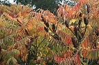 Herbst in der Goldenen Aue (Foto: Ulrich Reinboth) Herbst in der Goldenen Aue (Foto: Ulrich Reinboth)