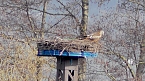 Rotmilanpaar am Stausee Kelbra (Foto: Ulrich Reinboth)