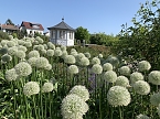 Impressionen aus der Rosenstadt Bad Langensalza (Foto: Eva Maria Wiegand)