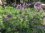 Impressionen aus der Rosenstadt Bad Langensalza (Foto: Eva Maria Wiegand)