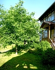 Wundersch&ouml;ner Walnusbaum in Limlingerode im Sommer 2023 (Foto: H. Kneffel)
