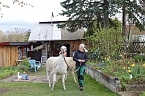 Alina Kroll bietet mit ihren Unstrut-Lamas Wanderungen f&uuml;r Jung und Alt an (Foto: Eva Maria Wiegand)