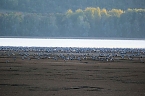 Kranichrast am Stausee (Foto: Peter Blei)
