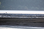 Kranichrast am Stausee (Foto: Peter Blei)