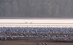Kranichrast am Stausee (Foto: Peter Blei)