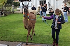 Unterwegs mit den Unstrut Lamas aus Herbsleben (Foto: Eva Maria Wiegand)