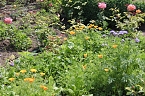 Rosenpracht in Rosengarten in Bad Langensalza (Foto: Eva Maria Wiegand)