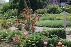 Rosenpracht in Rosengarten in Bad Langensalza (Foto: Eva Maria Wiegand)