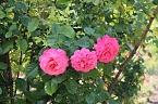 Rosenpracht in Rosengarten in Bad Langensalza (Foto: Eva Maria Wiegand)