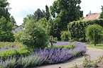 Rosenpracht in Rosengarten in Bad Langensalza (Foto: Eva Maria Wiegand)