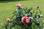 Rosenpracht in Rosengarten in Bad Langensalza (Foto: Eva Maria Wiegand)