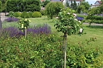 Rosenpracht in Rosengarten in Bad Langensalza (Foto: Eva Maria Wiegand)