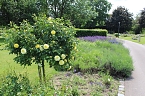 Rosenpracht in Rosengarten in Bad Langensalza (Foto: Eva Maria Wiegand)
