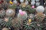 Kakkteen in Schernberg (Foto: Hans-Jürgen Schmidt) Kakkteen in Schernberg (Foto: Hans-Jürgen Schmidt)