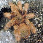 Die Welt der Riesenspinnen (Foto: Hans-J&uuml;rgen Schmidt)