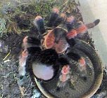 Die Welt der Riesenspinnen (Foto: Hans-J&uuml;rgen Schmidt)