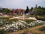 105 Jahre Europa-Rosarium (Foto: Klaus Henze, Artern)