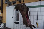Zu den 25 Stück angeliefertem Rotwild gehörte auch dieser kapitale Hirsch. Über eine Außenanlage gelangt das erlegte Wild direkt in den Verarbeitungsraum. (Foto: K. Frank) Zu den 25 Stück angeliefertem Rotwild gehörte auch dieser kapitale Hirsch. Über eine Außenanlage gelangt das erlegte Wild direkt in den Verarbeitungsraum. (Foto: K. Frank)