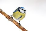 Wintervögel zählen: Blaumeise (Foto: Frank Derer) Wintervögel zählen: Blaumeise (Foto: Frank Derer)
