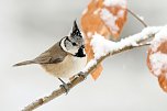 Wintervögel zählen: Haubenmeise (Foto: Frank Derer) Wintervögel zählen: Haubenmeise (Foto: Frank Derer)