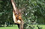 Von wegen nur Sturmschaden! (Foto: Karl-Heinz Herrmann) Von wegen nur Sturmschaden! (Foto: Karl-Heinz Herrmann)