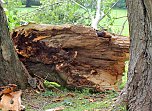 Von wegen nur Sturmschaden! (Foto: Karl-Heinz Herrmann) Von wegen nur Sturmschaden! (Foto: Karl-Heinz Herrmann)