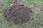 Maulwurfsinvasion im Schlosspark Sondershausen? (Foto: Karl-Heinz Herrmann)