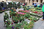 Gewimmel auf dem Pflanzenmarkt (Foto: Karl-Heinz Herrmann)