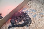 Welt der Reptilien in der Wiedingsburghalle (Foto: nnz-City Scout: Sven G&auml;mkow)