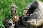 Studien zur Erhaltung der Natur (Foto: Karl-Heinz Herrmann) Studien zur Erhaltung der Natur (Foto: Karl-Heinz Herrmann)