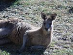 Grausame Jagd auf Kängurus (Foto: Greg Keightley) Grausame Jagd auf Kängurus (Foto: Greg Keightley)