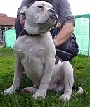 Gesucht wird Bac! (Foto: Polizeiinspektion Kyffh&auml;user)