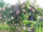Rosen � K&ouml;niginnen der Blumen stehen in wahrer Bl&uuml;tenpracht (Foto: Thomas Leipold)
