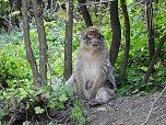 Gleich 12 mal konnte man sich im Affenwald auf dem Strau&szlig;berg &uuml;ber Nachwuchs freuen (Foto: Peter Blei)