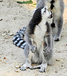 Gleich 12 mal konnte man sich im Affenwald auf dem Strau&szlig;berg &uuml;ber Nachwuchs freuen (Foto: Peter Blei)