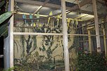 Viele exotische Vögel zu sehen (Foto: Karl-Heinz Herrmann) Viele exotische Vögel zu sehen (Foto: Karl-Heinz Herrmann)