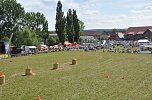 Kampf der Giganten Sundhausen (Foto: nnz-City Scout: Sven G&auml;mkow)