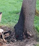 Was haben die Sondershäuser gegen den Schlosspark? (Foto: Karl-Heinz Herrmann) Was haben die Sondershäuser gegen den Schlosspark? (Foto: Karl-Heinz Herrmann)