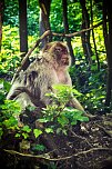 Besuch bei den Affen am Straußberg (Foto: Gernot Thelemann) Besuch bei den Affen am Straußberg (Foto: Gernot Thelemann)