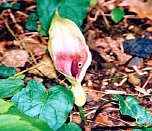 Wanderung zum Steinbruch Röse (Foto: Hans-Jürgen Schmidt) Wanderung zum Steinbruch Röse (Foto: Hans-Jürgen Schmidt)