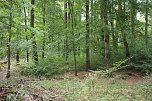 Nur Teile des Possenwaldes gehen aus Nutzung (Foto: Karl-Heinz Herrmann)